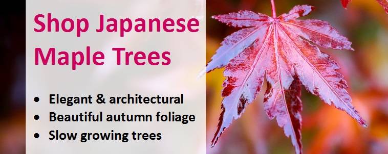 Shop for Japanese Maple Trees 4